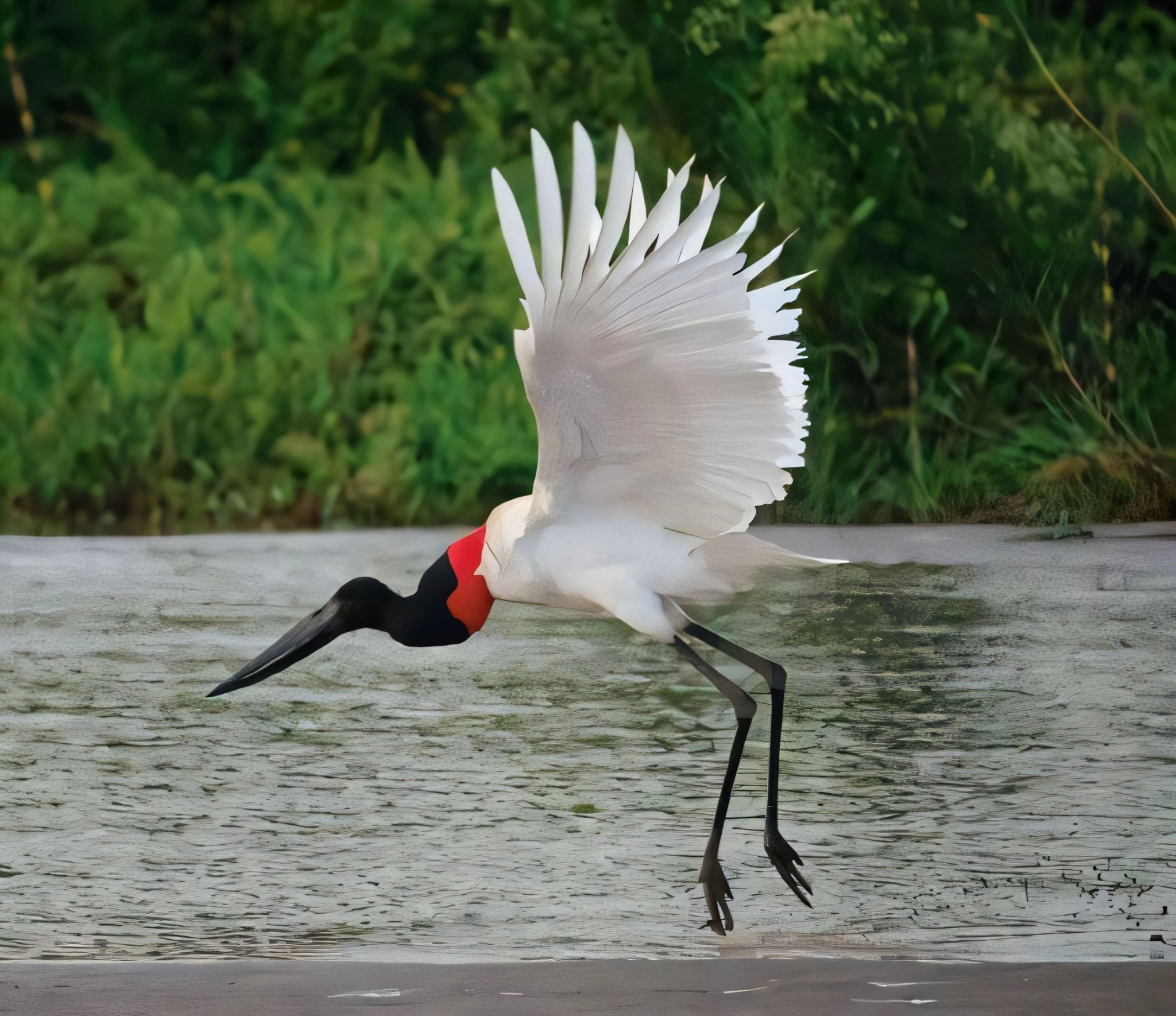 La llantería Birds